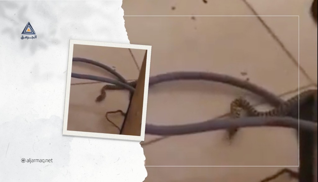 بالفيديو.. العثور على أفعى في أحد البساتين برهط وأمهات الطلبة يعلن الإضراب